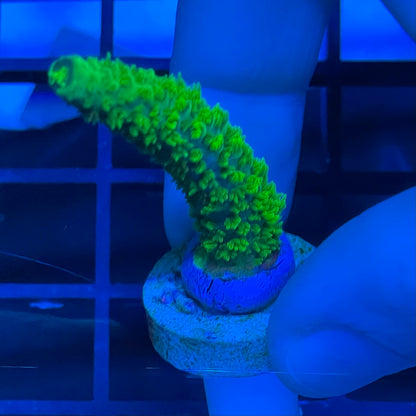 Bali Slimer Acropora yongei