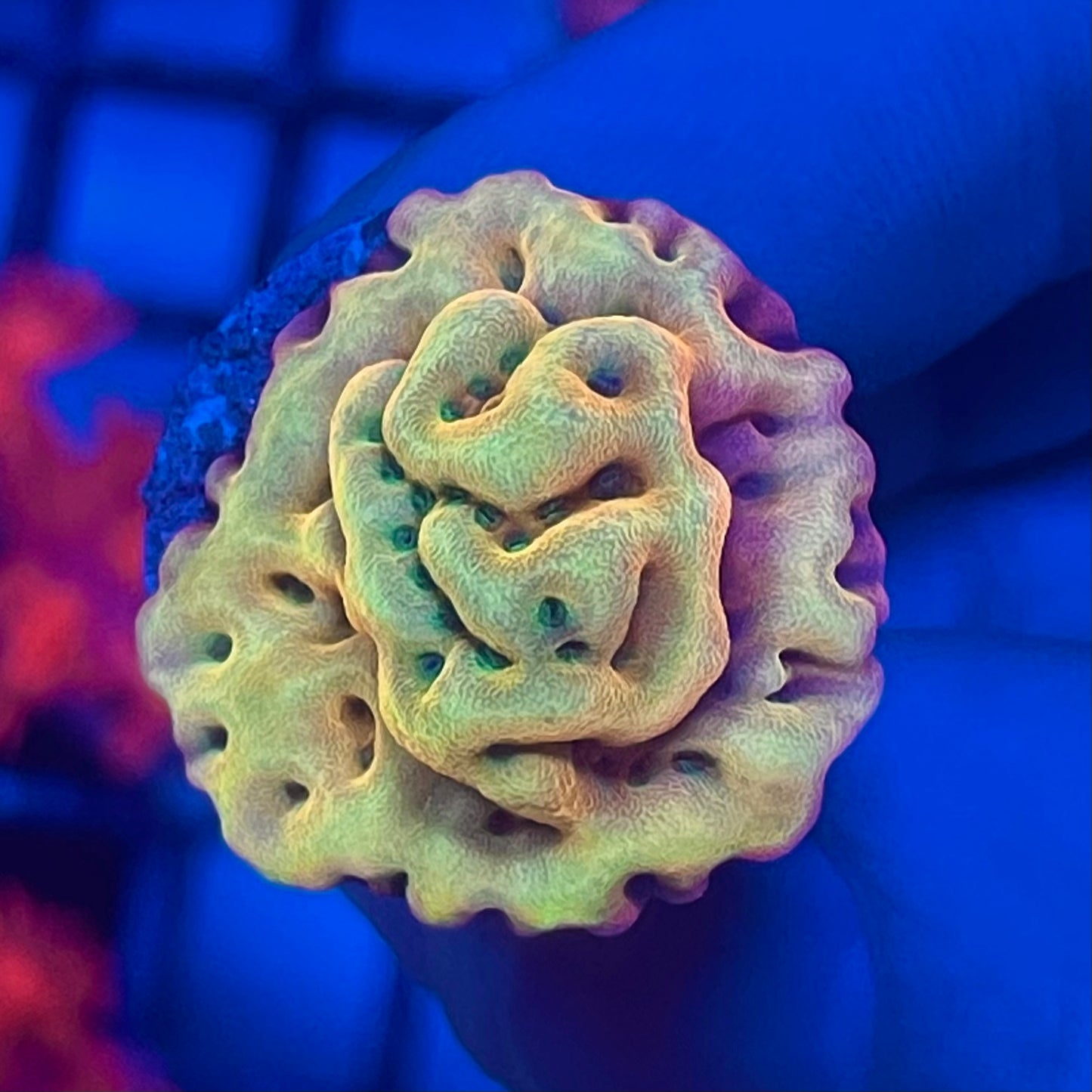 Rainbow Phoenix Montipora palawanensis